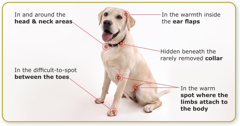 Dog ticks treatment in hindi clearance